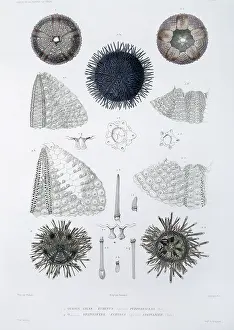 Aubert: Sea urchins