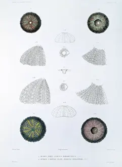 Aubert: Sea urchins