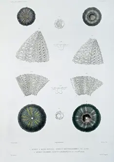 Aubert: Sea urchins