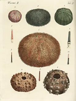 Bertuch: Sea urchins and spines