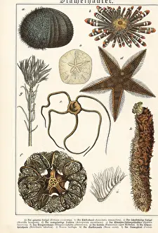 Naturgeschichte: Sea urchins, starfish, etc
