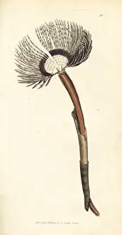 Bristle: Sea worm, Amphitrite ventilabrum