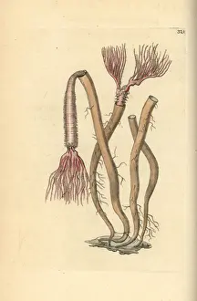 Amphitrite: Sea worm, Amphitrite ventilabrum