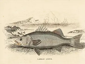 Seabass: Seabass, Dicentrarchus labrax