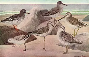 Knot: Seabirds