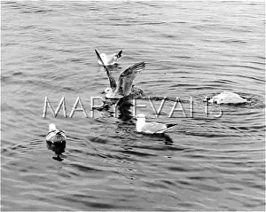 Seabirds: SEABIRDS