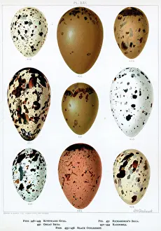 Seabirds: SEABIRDS EGGS