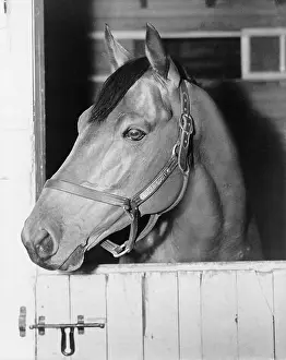 Seabiscuit: Seabiscuit (1933-1947), in his stall at ?