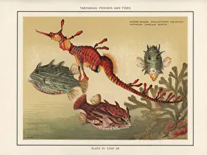 Furred: Seadragon and striped cowfish