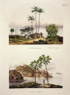 Elegans: Seaforth elegans & Lodoicea sechallarum, palm trees