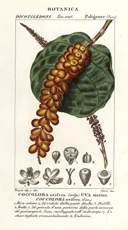 Nigra: Seagrape or baygrape, Coccoloba uvifera