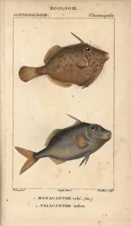 Prudhon: Seagrass filefish, Monacanthus tomentosus and