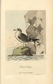 Canus: Seagull, common gull, Larus canus