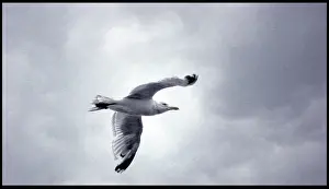 Seagull: Seagull in flight