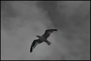 Seagull: Seagull in flight black and white