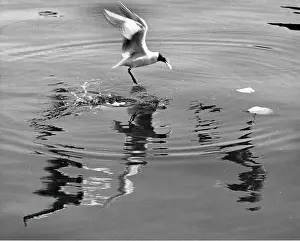Ripple: Seagull landing on water