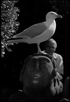 Seagull: Seagull perched on stone head Whitby, UK