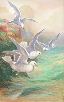 Rankin: Seagulls