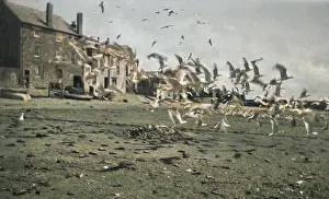 Gulls: Seagulls on the beach, St Ives, Cornwall