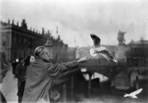 Stopover: Seagulls in Berlin