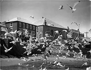 Swoop: SEAGULLS IN CORNWALL