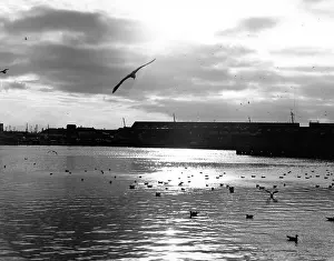 Congregate: SEAGULLS A THE DOCKS