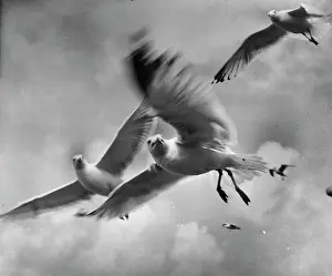 Seagulls: Seagulls in flight