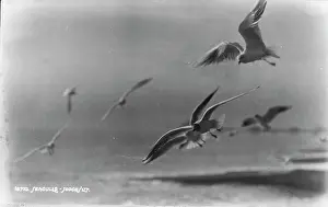 Hastings: Seagulls in Flight
