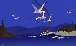 Seagulls: Seagulls Following Ship