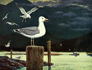 Logs: Seagulls and Harbor
