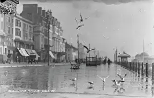 Hastings: Seagulls at Hastings Seafront