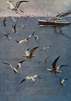 Seagulls: Seagulls and Ship