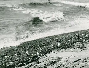 Seagulls: SEAGULLS AND SURF