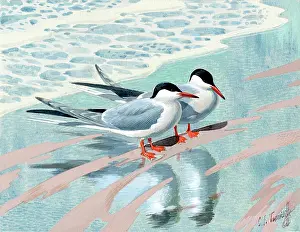 Foaming: Two seagulls on a wet beach