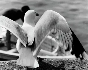 Ad Lib Studios: SEAGULL'S WINGS