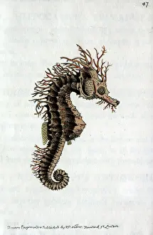 Seahorse: Seahorse
