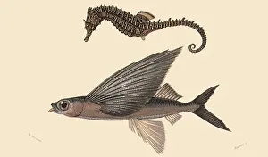 Seahorse: A Seahorse and a Flying Fish