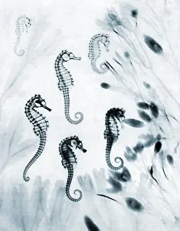 Seahorse: Seahorses, Historical X-Ray