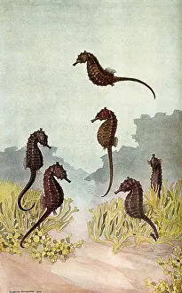 Seahorse: Seahorses, Illustration