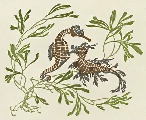 Seahorse: Two seahorses with seaweed
