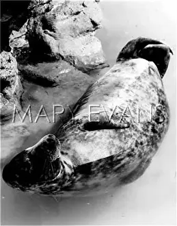 Chilling: SEAL CHILLING OUT