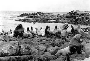Harems: SEAL COLONY