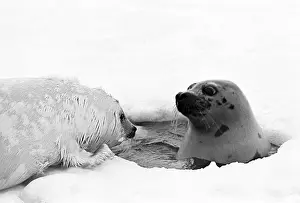 Gubsky: Seal farm, 1976