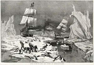 Apr25: Seal hunting in Newfoundland