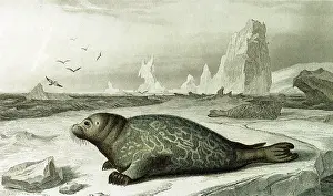 Seagulls: Seal (Phoca vitulina)
