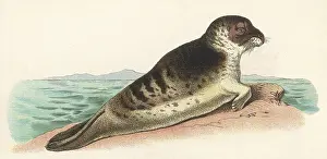 Sealions: SEAL ON ROCK
