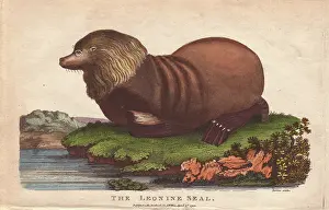 Siblys: Sealion, Otaria flavescens