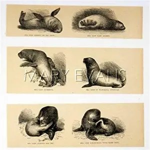 Sealions: SEALION POSITIONS