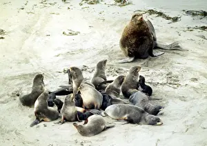 Harem: Seals of Bering Island, 1992