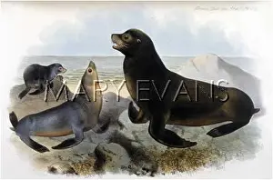 Otaria: SEALS / OTARIA 1885